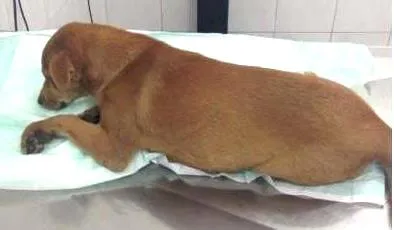 Cachorro ra a SRD idade 2 a 6 meses nome Sem nome