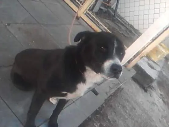 Cachorro ra a Pit-Bull com Labrador  idade 2 anos nome Bacana