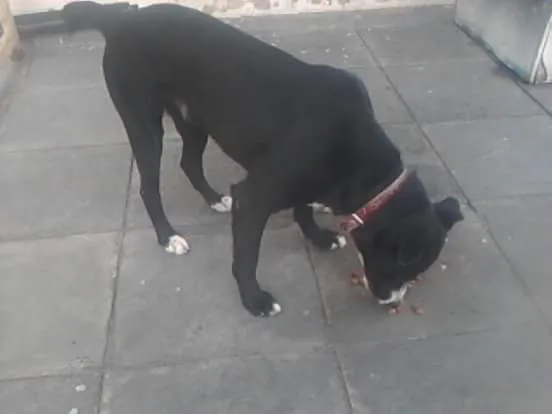 Cachorro ra a Pit-Bull com Labrador  idade 2 anos nome Bacana