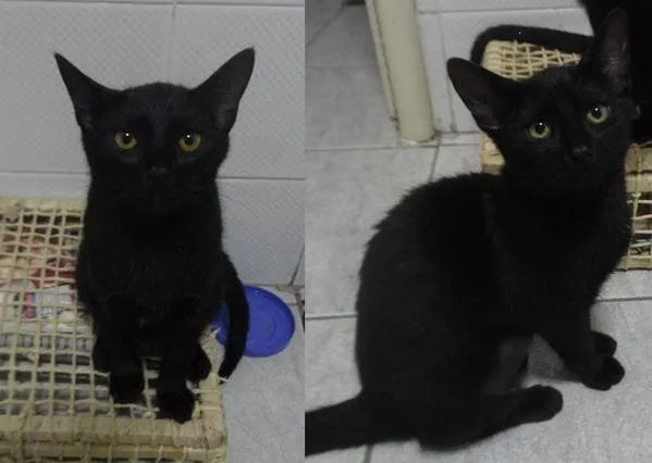 Gato raça SRD idade 2 a 6 meses nome Frida e Fidel