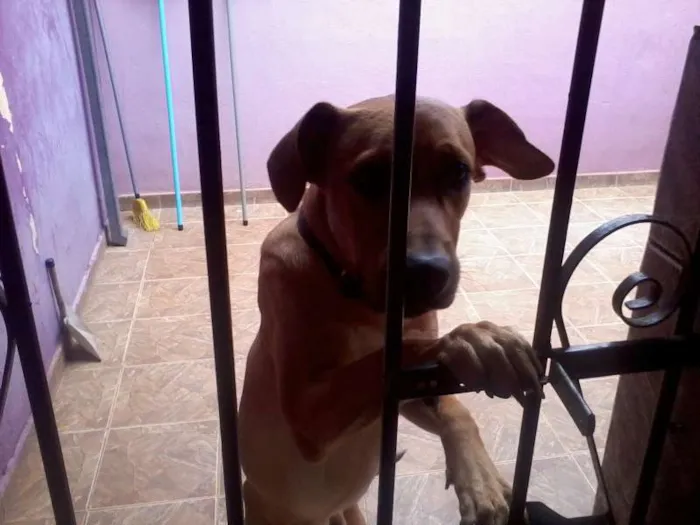 Cachorro ra a Labrador idade 1 ano nome Hallf
