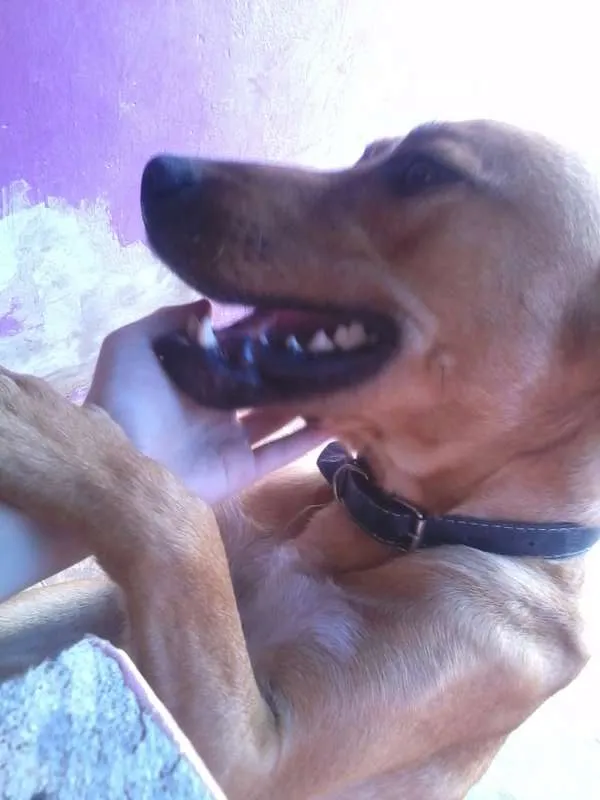 Cachorro ra a Labrador idade 1 ano nome Hallf