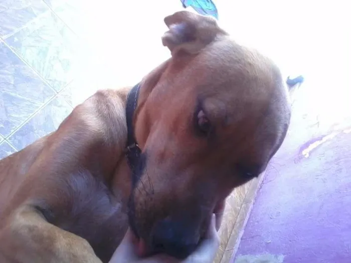 Cachorro ra a Labrador idade 1 ano nome Hallf