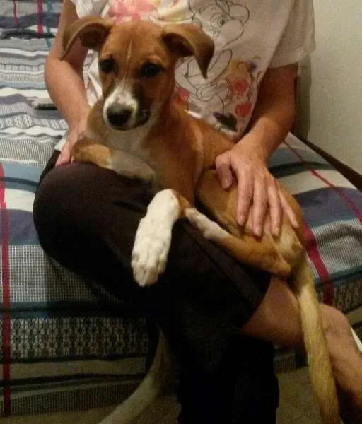 Cachorro raça SRD idade 7 a 11 meses nome Okay