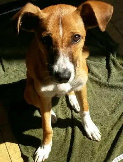 Cachorro raça SRD idade 7 a 11 meses nome Okay