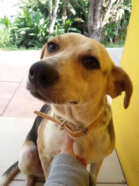 Cachorro raça SRD idade  nome Batata