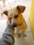 Batata