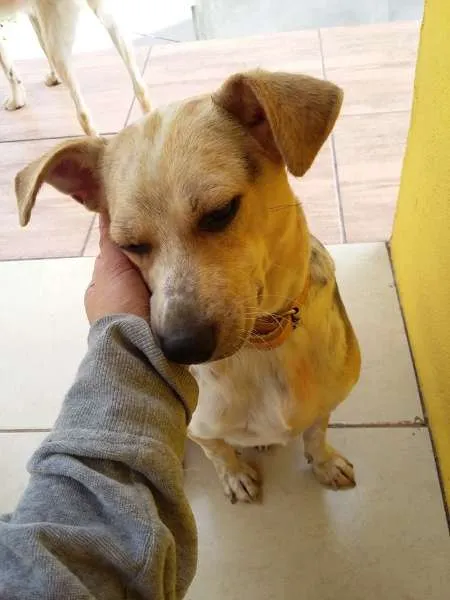 Cachorro raça SRD idade  nome Batata