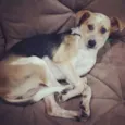 Batata