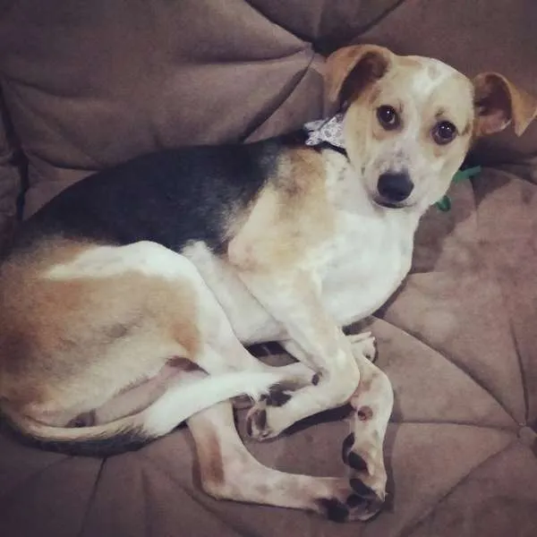Cachorro raça SRD idade  nome Batata