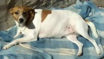 Cachorro ra a SRD idade 4 anos nome Jade