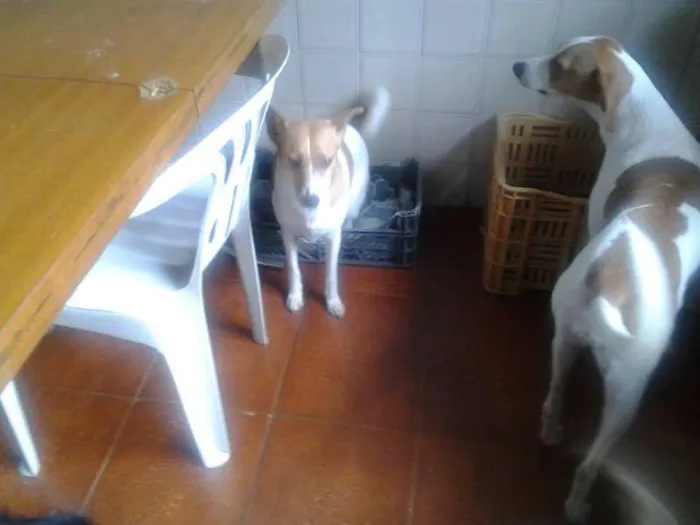 Cachorro ra a SRD idade 4 anos nome Jade