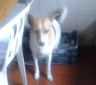 Cachorro ra a SRD idade 4 anos nome Jade