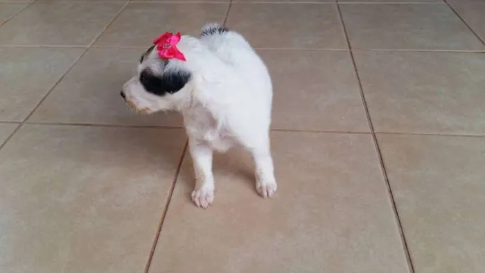 Cachorro ra a misturada idade Abaixo de 2 meses nome panda