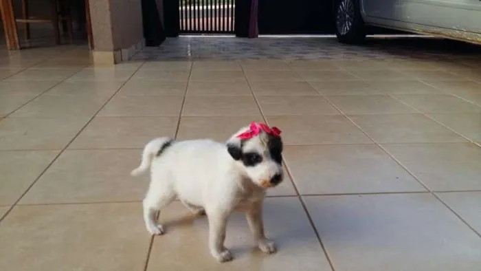 Cachorro ra a misturada idade Abaixo de 2 meses nome panda