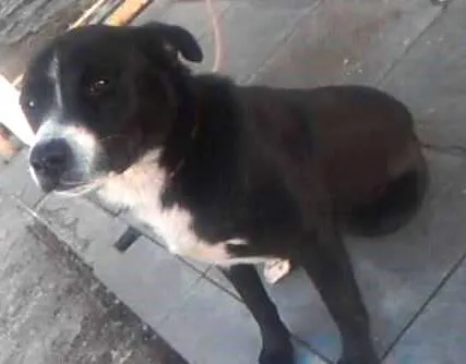 Cachorro ra a Pit-Bull com Labrador  idade 2 anos nome Bacana