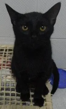 Gato raça SRD idade 2 a 6 meses nome Frida e Fidel
