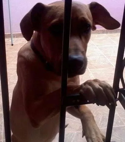 Cachorro ra a Labrador idade 1 ano nome Hallf