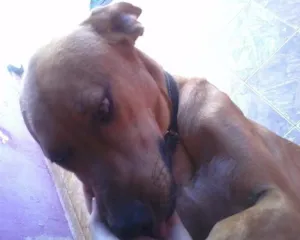 Cachorro raça Labrador idade 1 ano nome Hallf