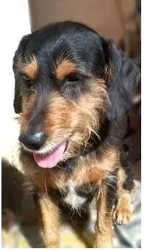 Cachorro raça mistura com schnauzer idade 1 ano nome Ozzy