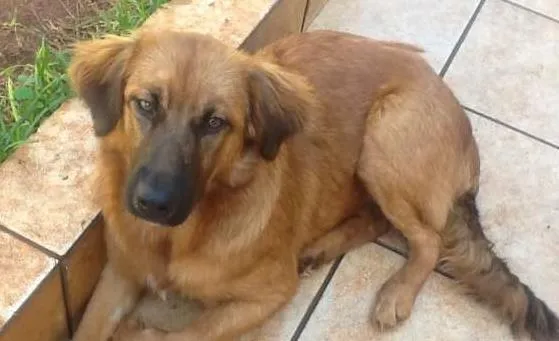 Cachorro ra a SRD idade 2 a 6 meses nome Lili