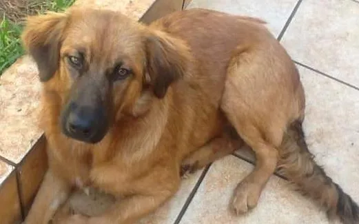Cachorro ra a SRD idade 2 a 6 meses nome Lili