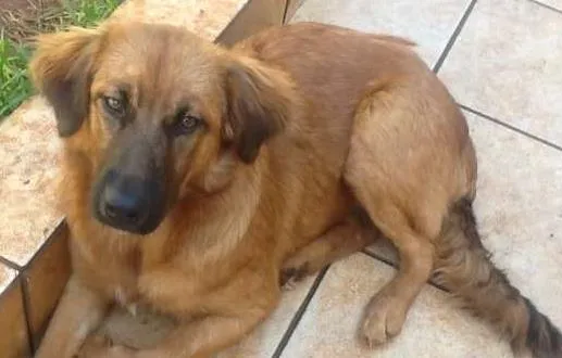 Cachorro ra a SRD idade 2 a 6 meses nome Lili