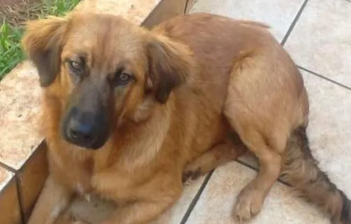 Cachorro ra a SRD idade 2 a 6 meses nome Lili