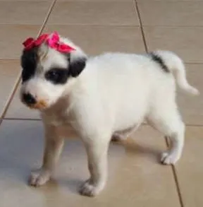 Cachorro ra a misturada idade Abaixo de 2 meses nome panda