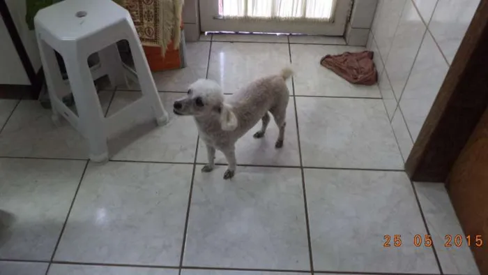 Cachorro ra a Poodle idade 6 ou mais anos nome MEL
