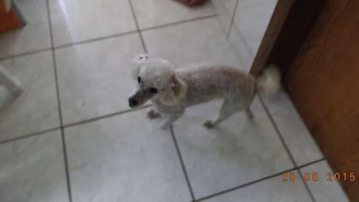 Cachorro ra a Poodle idade 6 ou mais anos nome MEL