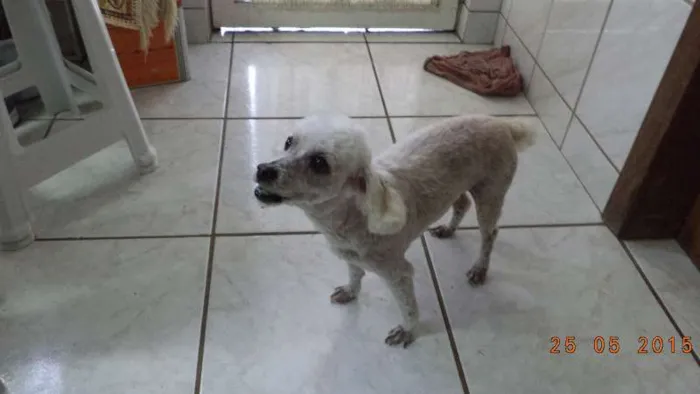 Cachorro ra a Poodle idade 6 ou mais anos nome MEL