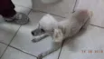 MEL
