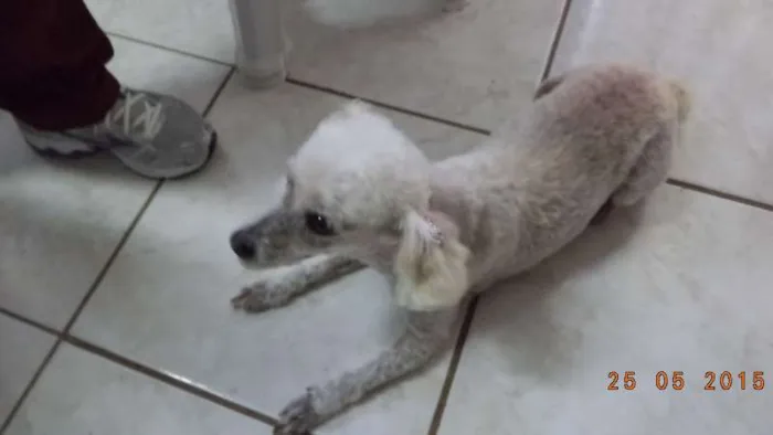 Cachorro ra a Poodle idade 6 ou mais anos nome MEL