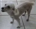MEL