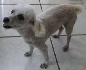 Cachorro raça Poodle idade 6 ou mais anos nome MEL