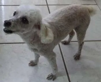 Cachorro ra a Poodle idade 6 ou mais anos nome MEL