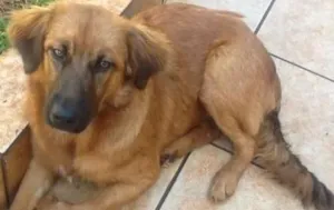 Cachorro raça SRD idade 2 a 6 meses nome Lili