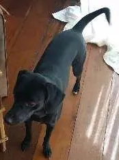 Cachorro raça vira lata idade 1 ano nome Nicole