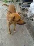 scooby
