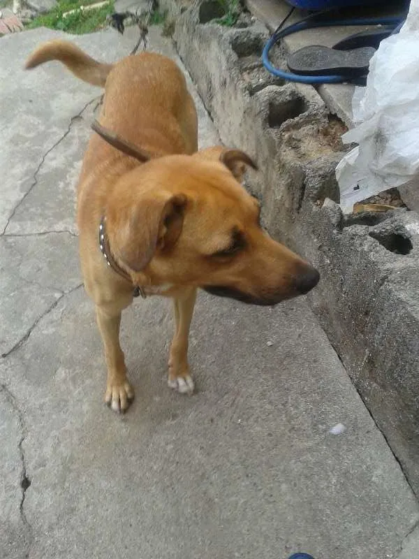 Cachorro ra a Não definida idade 1 ano nome scooby