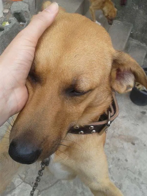 Cachorro ra a Não definida idade 1 ano nome scooby