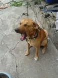 scooby