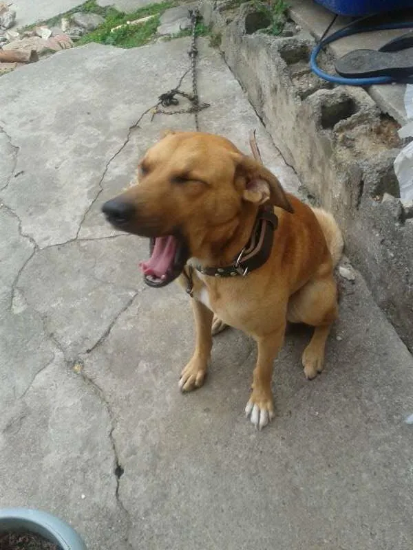 Cachorro ra a Não definida idade 1 ano nome scooby