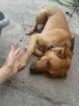 scooby