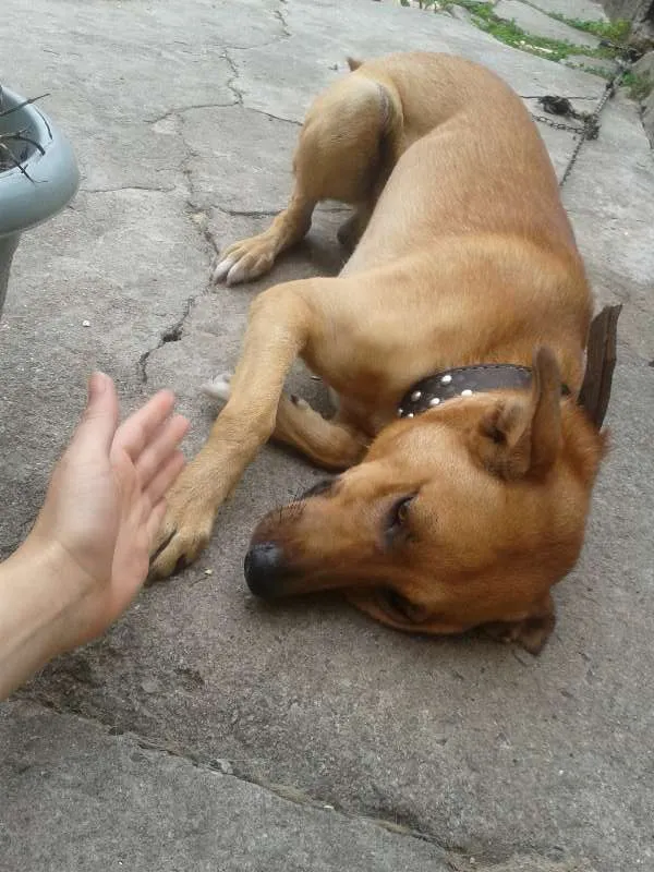 Cachorro ra a Não definida idade 1 ano nome scooby