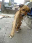 scooby