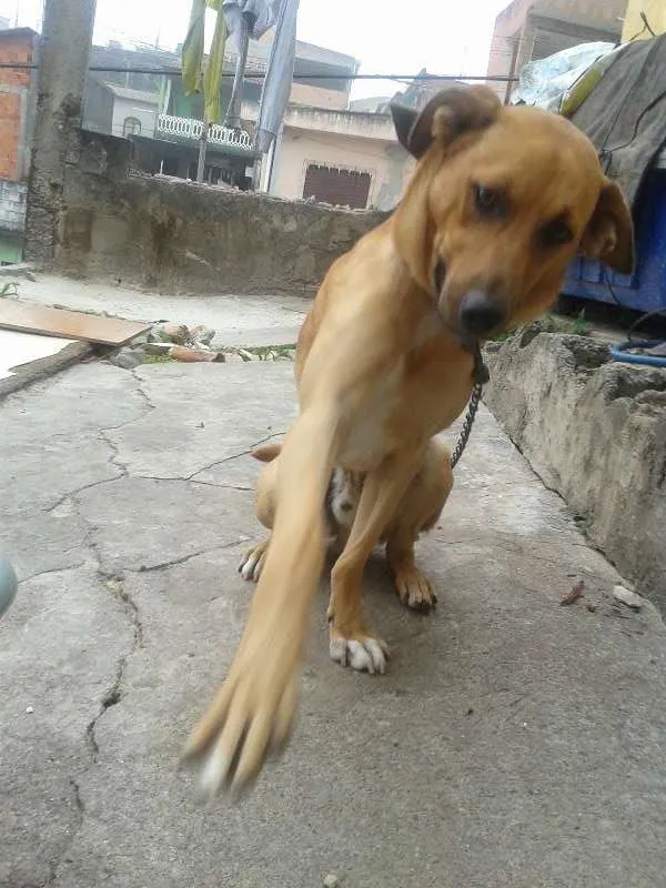 Cachorro ra a Não definida idade 1 ano nome scooby