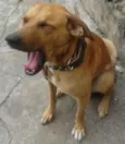 scooby