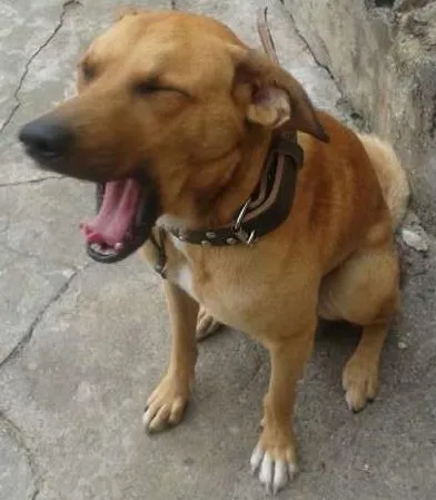 Cachorro ra a Não definida idade 1 ano nome scooby